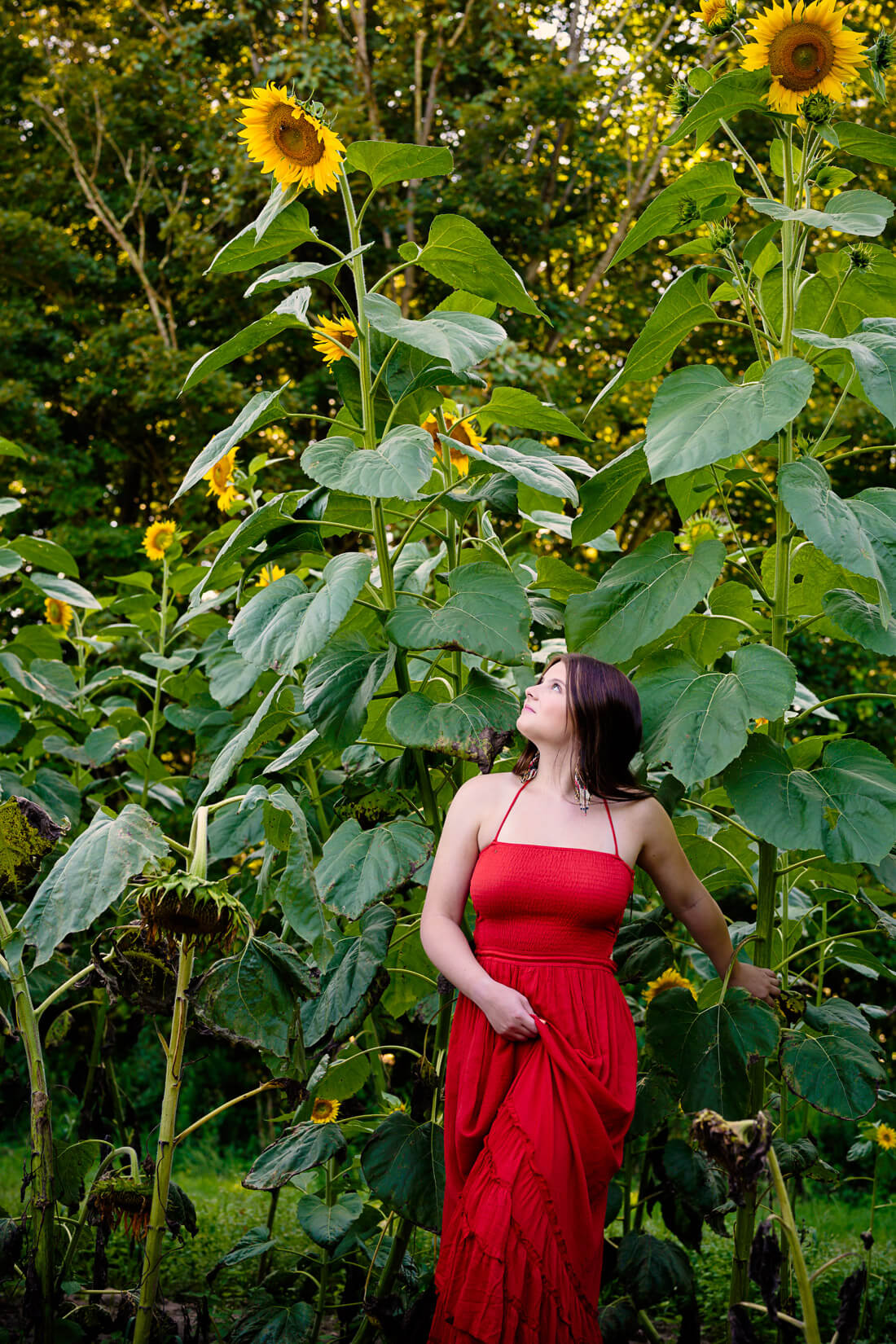 senior portraits in CT and Katie chose a sunflower farm