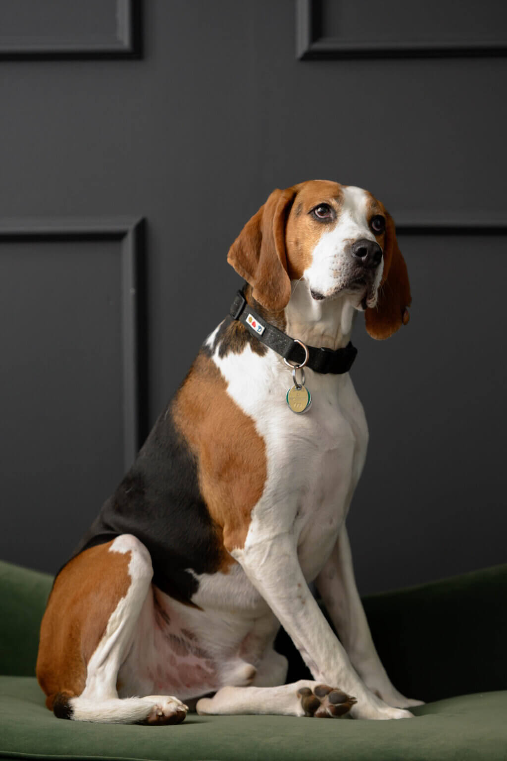 Stone the hound pet photography