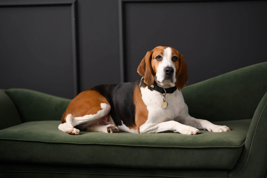New Milford couple photo shoot with hound dog