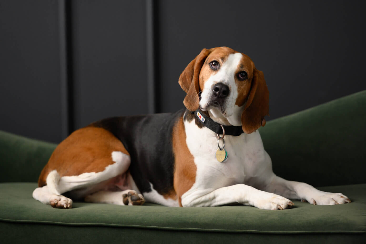 New Milford couple photo shoot with hound dog