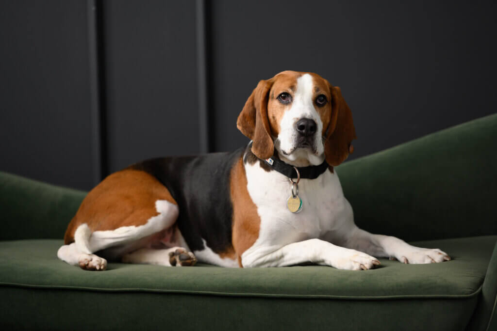 New Milford couple photo shoot with hound dog
