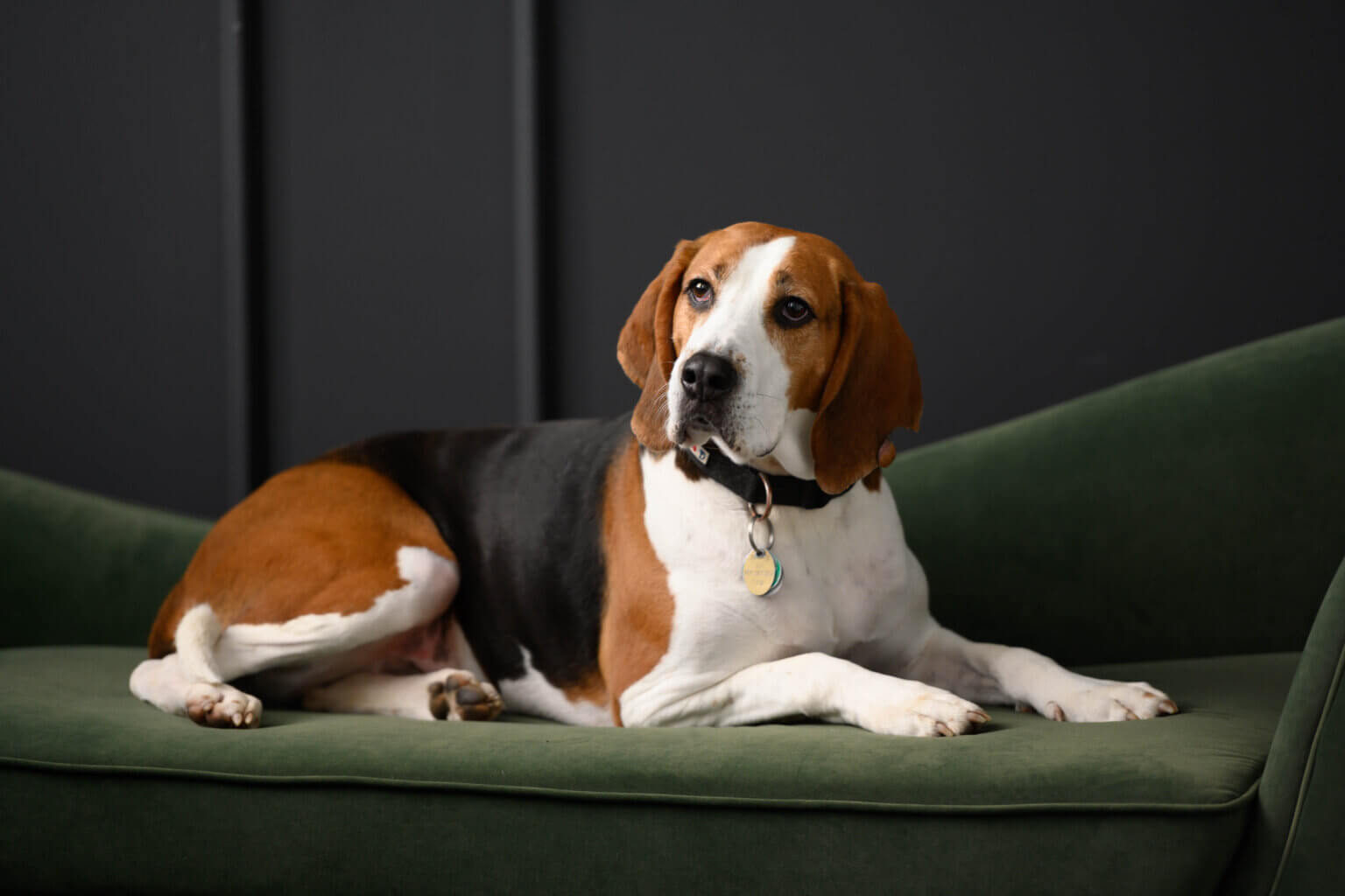 New Milford couple photo shoot with hound dog