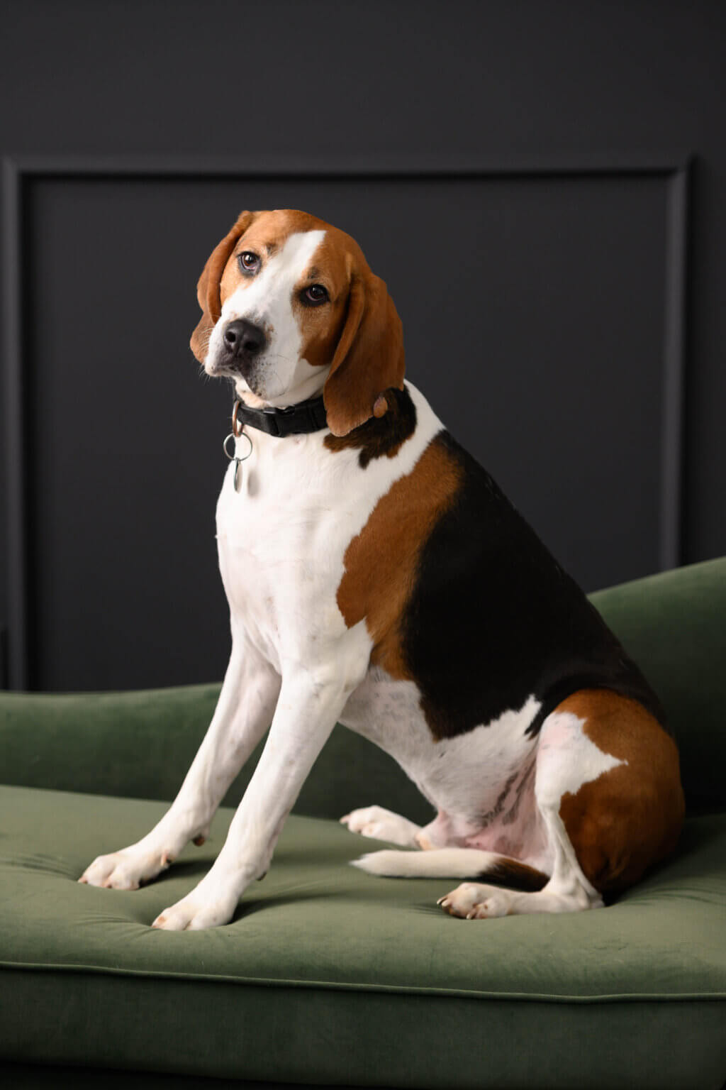New Milford couple photo shoot with hound dog